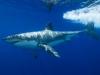 Great White Shark